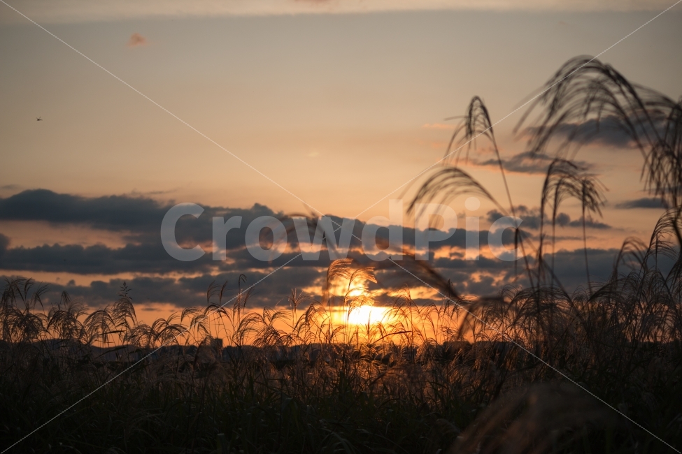 억새,갈대,노을,가을,풍경,산책,일몰,sunset,자연,풍경,nature,landscape,가을,계절,fall,autumn,season,감성,sensible,feeling,grass,잔디,plant,식물