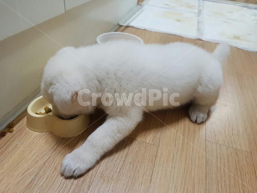 강아지,귀여운강아지,밥먹는강아지,애완견,dog