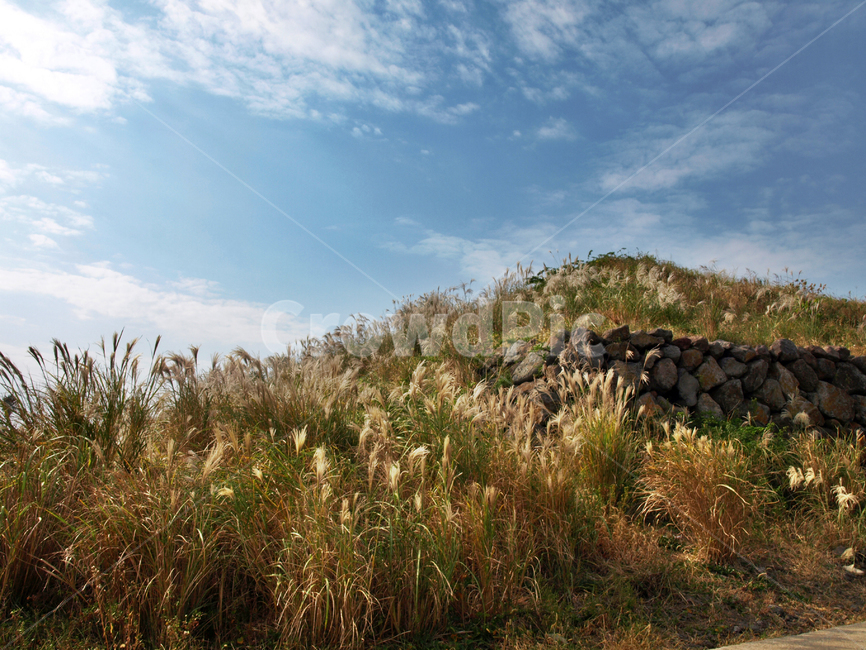 올레8코스,올레길,제주,서귀포시,억새,푸른하늘,구름,자연,자연,풍경,nature,landscape,제주도,jeju,jeju island,plant,식물,grass,잔디