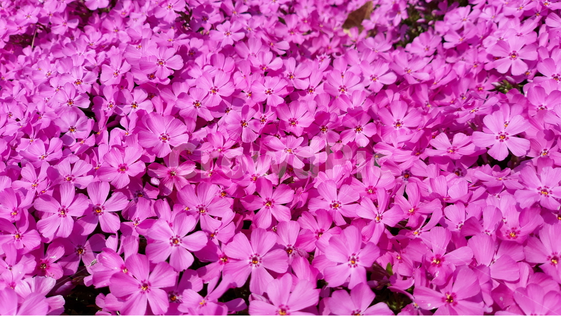 꽃,창작물,봄,자연,예쁜꽃,식물,자연,plants,nature,꽃,flower