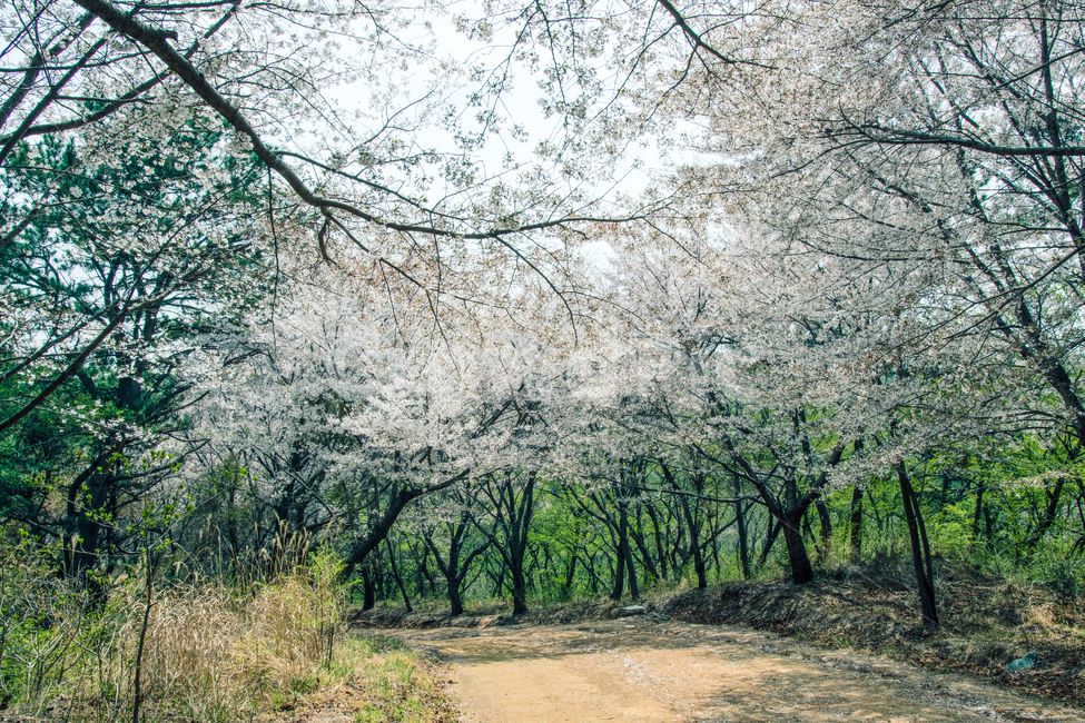 봄,산책,벚꽃,사쿠라,화이트,그린,spring,sakura,cherryblossom,공원,봄,계절,spring,season,자연,풍경,nature,landscape,plant,식물,ground,바닥