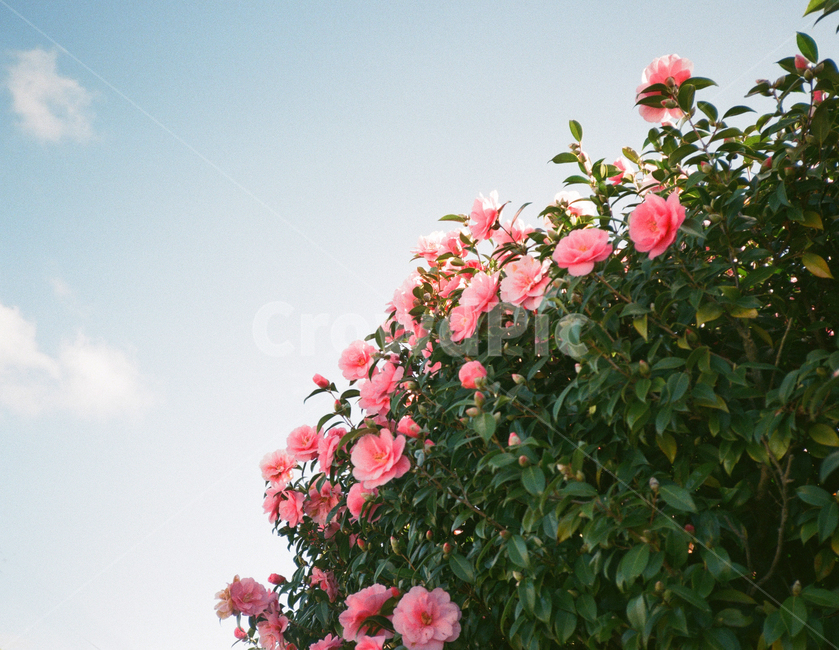 꽃,하늘,필름사진,필름,스냅,식물,자연,plants,nature,꽃,flower