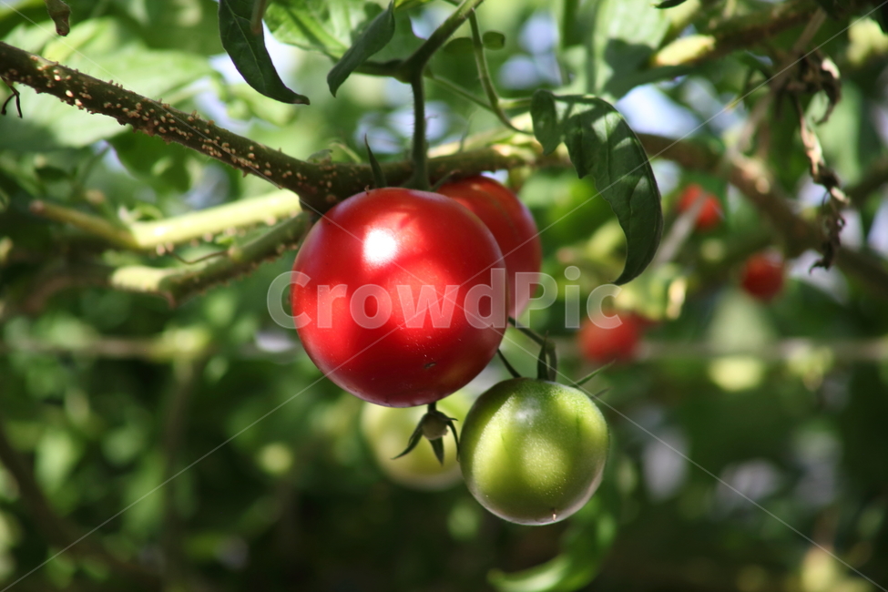 토마토,과일,열매,가지과,tomato,식물,자연,plants,nature,과일,열매,fruit