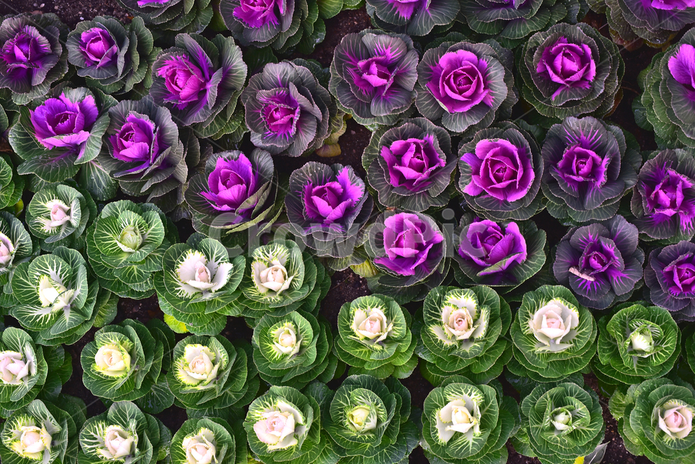 양배추,꽃양배추,관상용,식물,cabbage,vegetable,보라색,녹색,흰색,배경,바탕,백그라운드,background,자주색,purple,violet,퍼플,화단,food,음식,식용,야채,채소,plant,옥외,야외,식물,자연,plants,nature