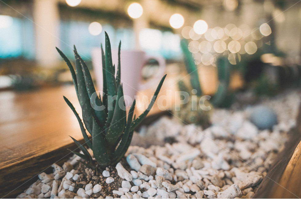 aloe,식물,plant,장식,선인장,분위기,인테리어,실내용화초,화분,화초,house plant