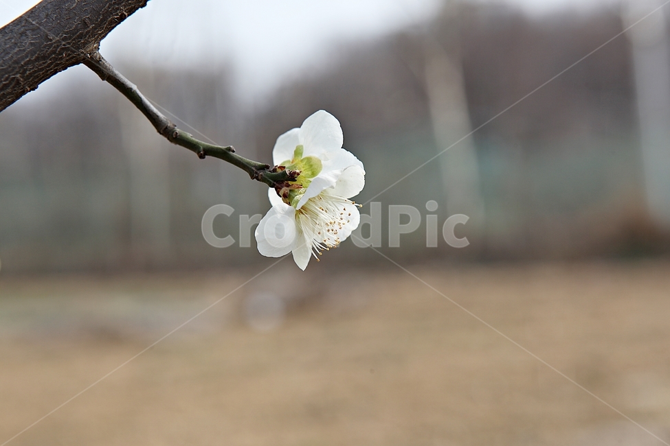 매화꽃,매화,꽃,꽃잎,봄꽃,봄,공원,식물,자연,식물,자연,plants,nature,꽃,flower
