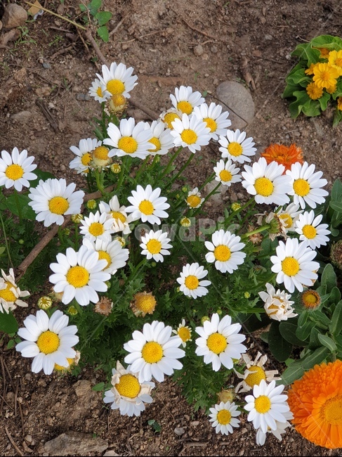 꽃,예쁜꽃,천연색,꽃길,샤랑스러운,들꽃