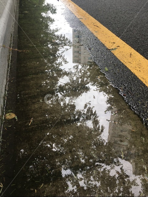 길,햇살,road,vine,나무,물에비친