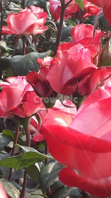 장미,rose,red,flower,꽃,빨간장미,빨간꽃,nature,자연,이쁘다,아름답다,식물,자연,plants,nature,꽃,flower