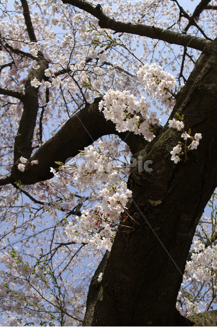 벚꽃,봄,flower,plant,식물,봄,계절,spring,season,식물,자연,plants,nature,꽃,flower,나무,trees,wood,blossom,cherry blossom