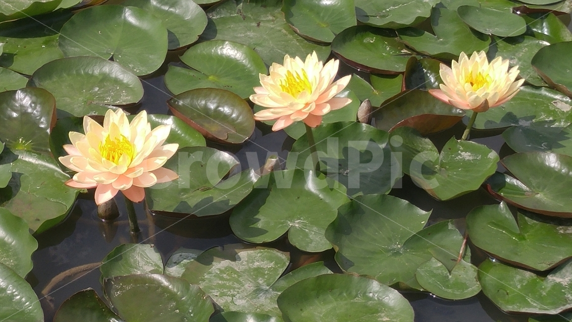연꽃,수련,자연,삼형제,어울림,행복함,노란색,식물,자연,plants,nature,꽃,flower