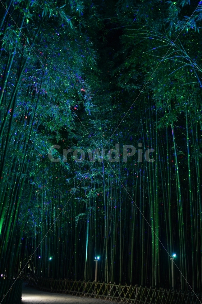 울산,태화강,십리대숲,은하수길,야경,대나무숲,자연,풍경,nature,landscape,야경,밤,nightscape,night,light,빛,laser,원자 램프