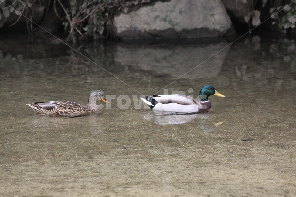 청둥오리,냇가,자연,새,조류,물새,호수,bird,animal,동물,waterfowl,mallard,duck,오리,한쌍,암수한쌍,수영,헤엄,동물,animal,조류,새,birds