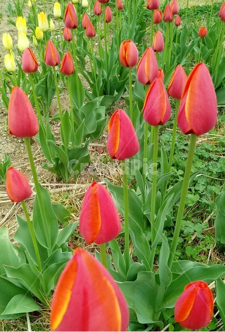 tulip,백합과,구근초,여러해살이화초,꽃,튤립,빨강색,봄,식물,자연,springseasonflower