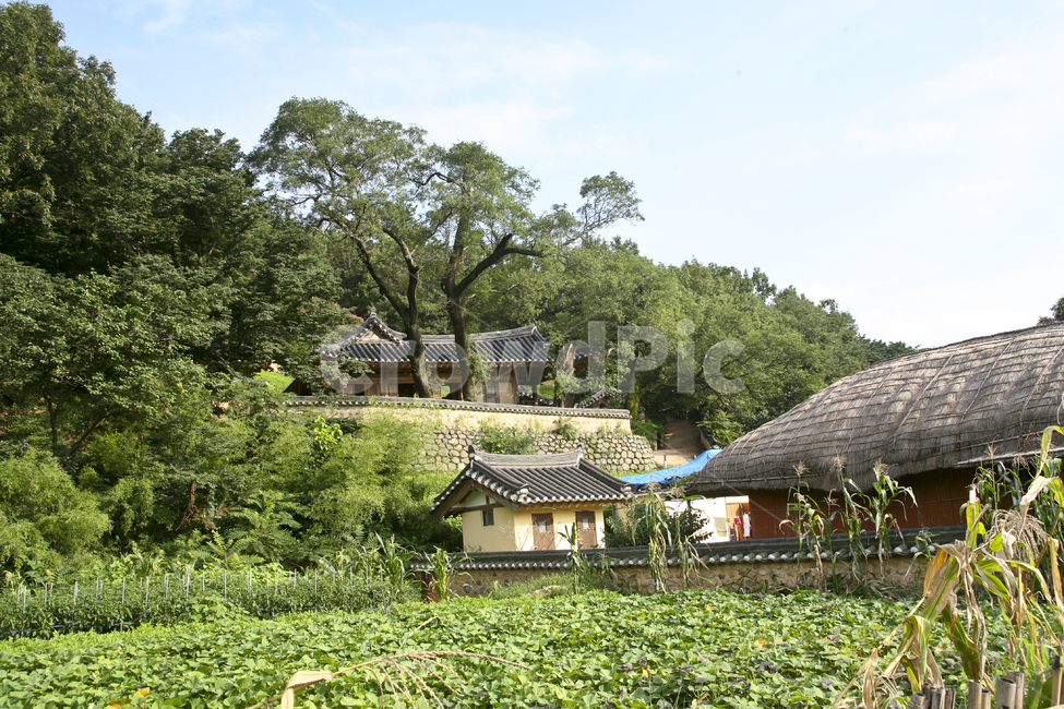 초가집,기와집,시골,농촌,마을,자연,nature,outdoors,building,옥외