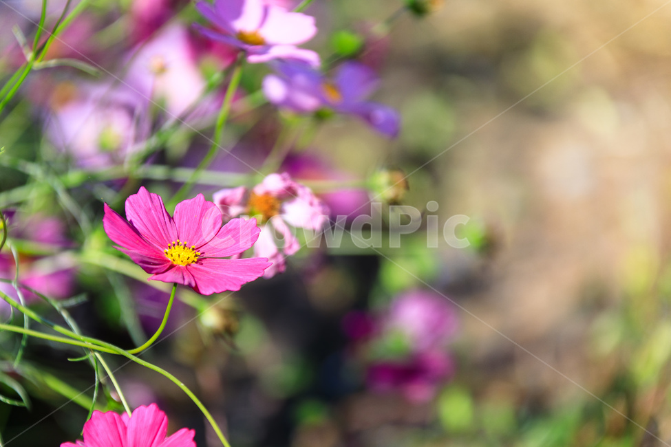 코스모스,꽃,가을,꽃잎,잎,식물,가을,계절,fall,autumn,season,식물,자연,plants,nature,꽃,flower,geranium,제라늄,blossom,plant,petal