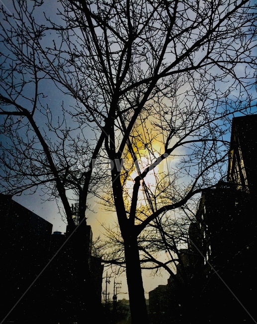 silhouette,실루엣,나무,하늘,tree