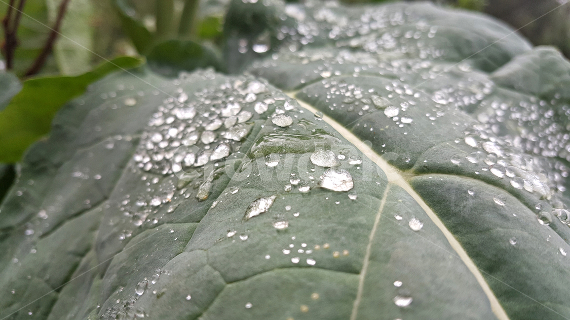빗방울,유채잎,plant,식물,leaf,잎