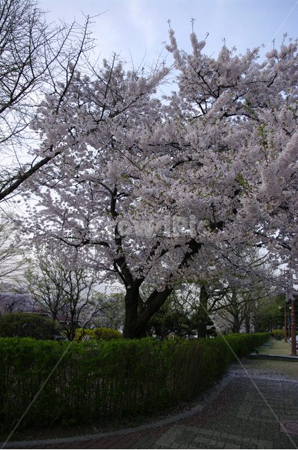 벗꽃,봄,꽃나무,꽃,봄꽃,식물,봄,계절,spring,season,식물,자연,plants,nature,꽃,flower,plant,blossom