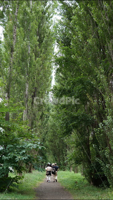 숲길,가로수,길,포플러,자연,인물,포플러나무,poplar,path,road,감성,forest,산책,nature,landscape,tree,나무,식물,자연,plants,nature,나무,trees,wood