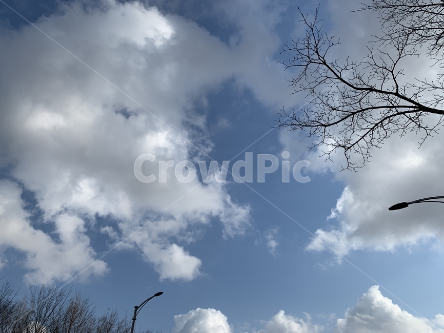 하늘,자연,sky,구름,맑음,배경,cloud,clear,background,weather,nature,trees,outdoors,autumn,fall,가을,나뭇가지