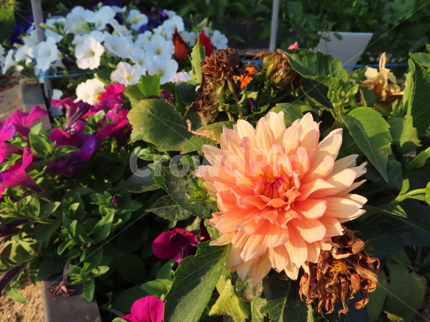 쌍떡잎,식물,꽃,아름다움,주황색,화려한,flowers,beauty,orange,sunny
