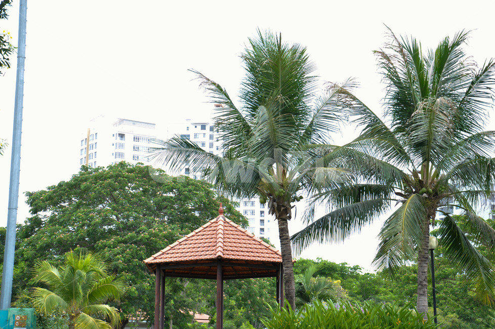 garden,정원,정자,outdoors,옥외