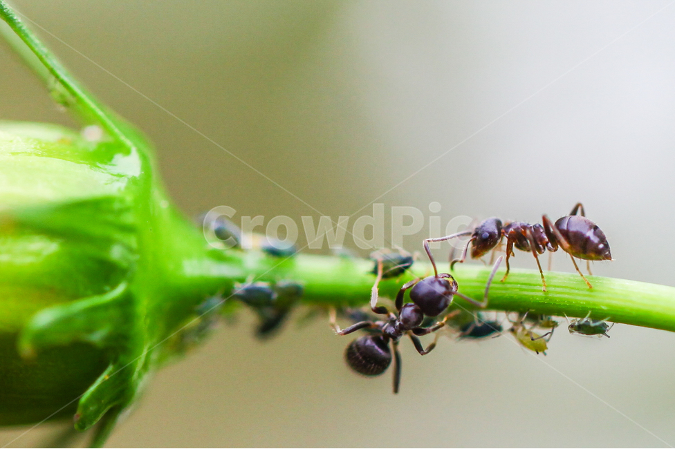 곤충,개미,공생,ant,진딧물,macro,동물,animal,곤충,벌레,insect,bug