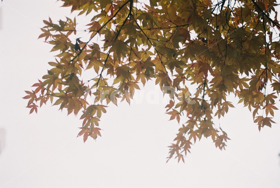 낙엽,손가락,단풍잎,가을,하늘,겨울,가을,계절,fall,autumn,season,식물,자연,plants,nature,leaf,잎,plant