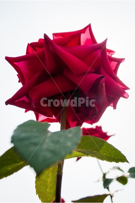 장미꽃,rose,꽃사진,장미,장미사진,꽃,식물,자연,plants,nature,꽃,flower