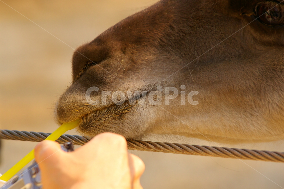 동물,포유류,라마,초식동물,라마얼굴,클로즈업,동물,animal,포유류,mammal