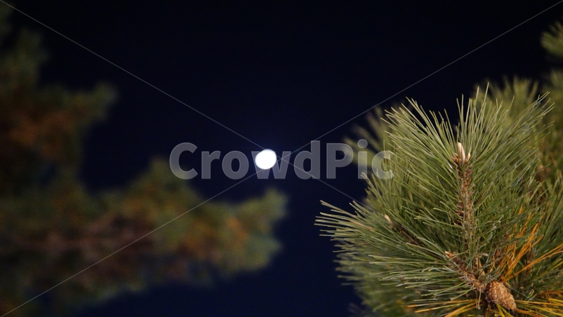 소나무,나무,달,풍경,야경,달빛,nightscape,밤,하늘,자연,풍경,nature,landscape,야경,밤,nightscape,night,tree,plant,식물