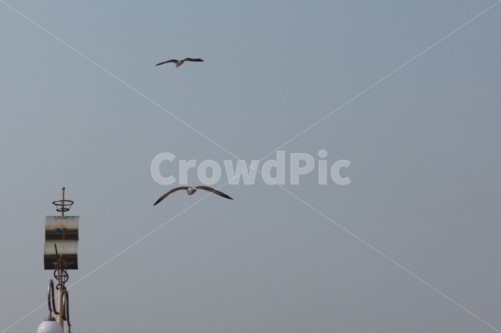 바다,갈매기,새,sea,seagull,gull,ocean,beach,bird,sky,하늘,동물,animal,조류,새,birds