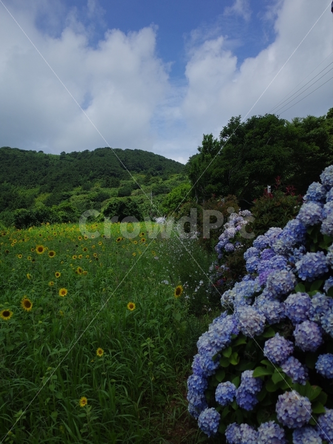수국,여행,꽃,풍경,해바라기,식물,자연,plants,nature,꽃,flower