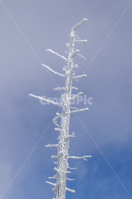 눈꽃,겨울,겨울풍경,풍경,자연,눈,감성,snow,winter,nature,landscape,mountain,tree,겨울,계절,winter,season,식물,자연,plants,nature,나무,trees,wood