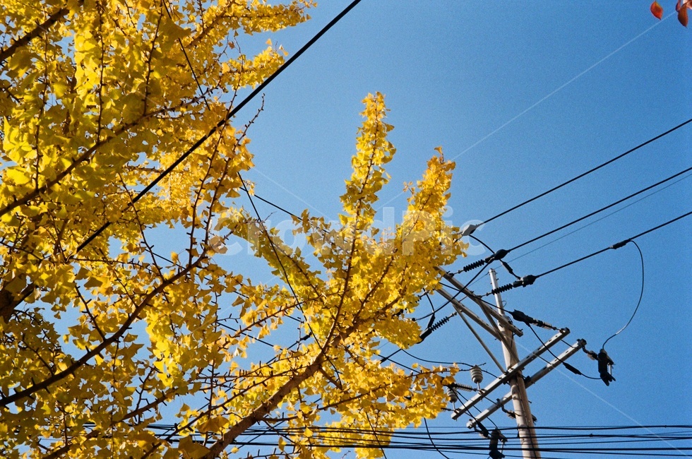 은행,하늘,나무,tree,sky,가을,가을,계절,fall,autumn,season