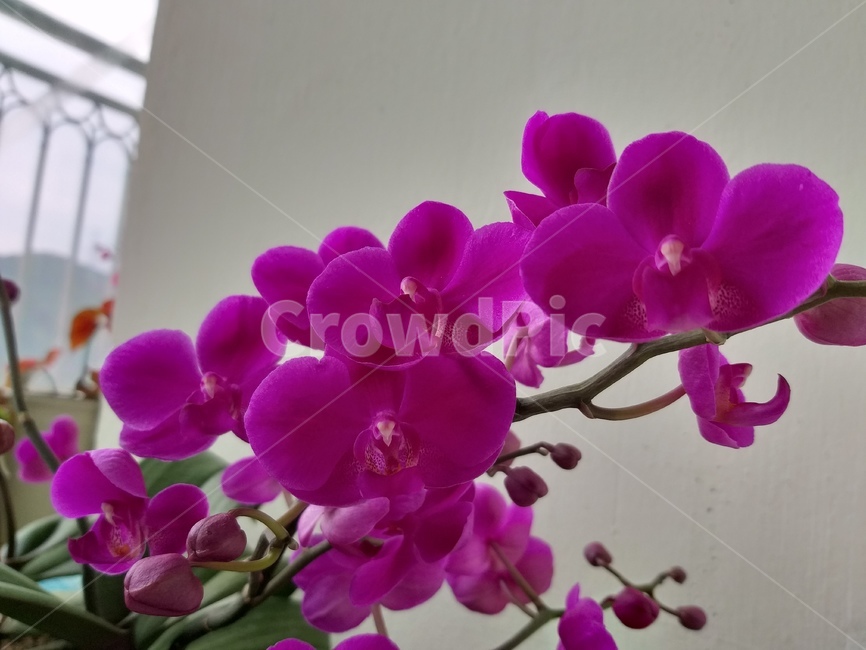 호접란,만개,화려함,분홍꽃,공기정화식물,순수,purple,flower,plant,식물,색감