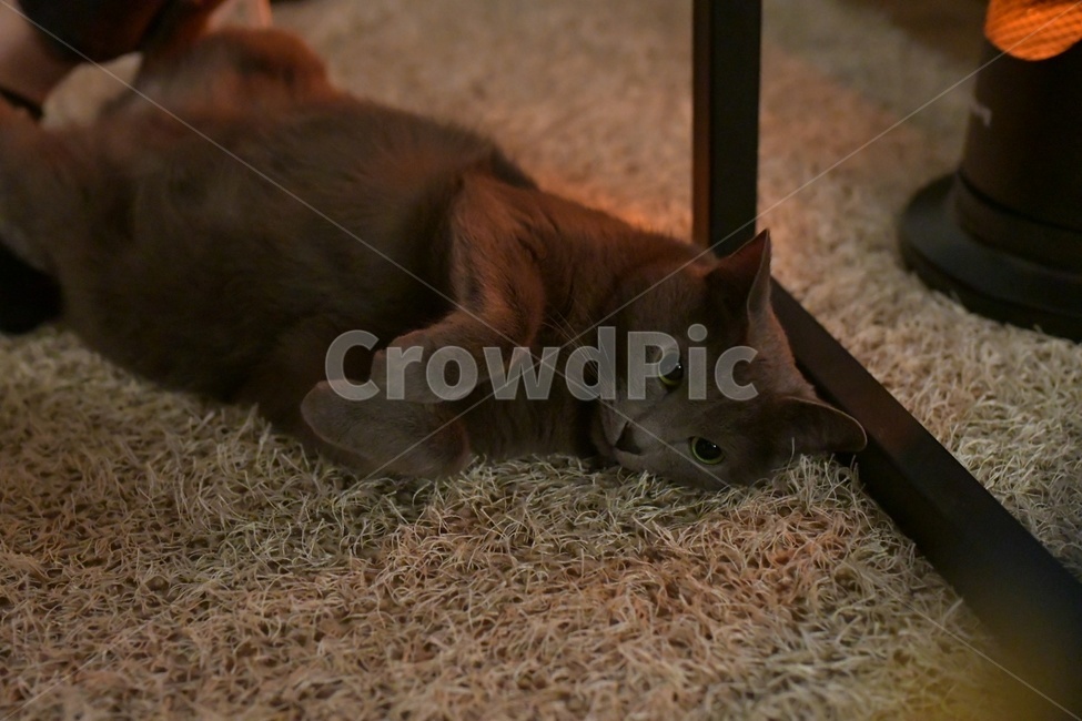 고양이,반려묘,반려동물,동물,러블,cat,animal,동물,animal,포유류,mammal,고양이,cat,kitten,kitty