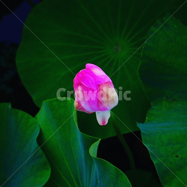 꽃,flower,식물,자연,nature,색감,감성,연꽃,식물,자연,plants,nature,꽃,flower