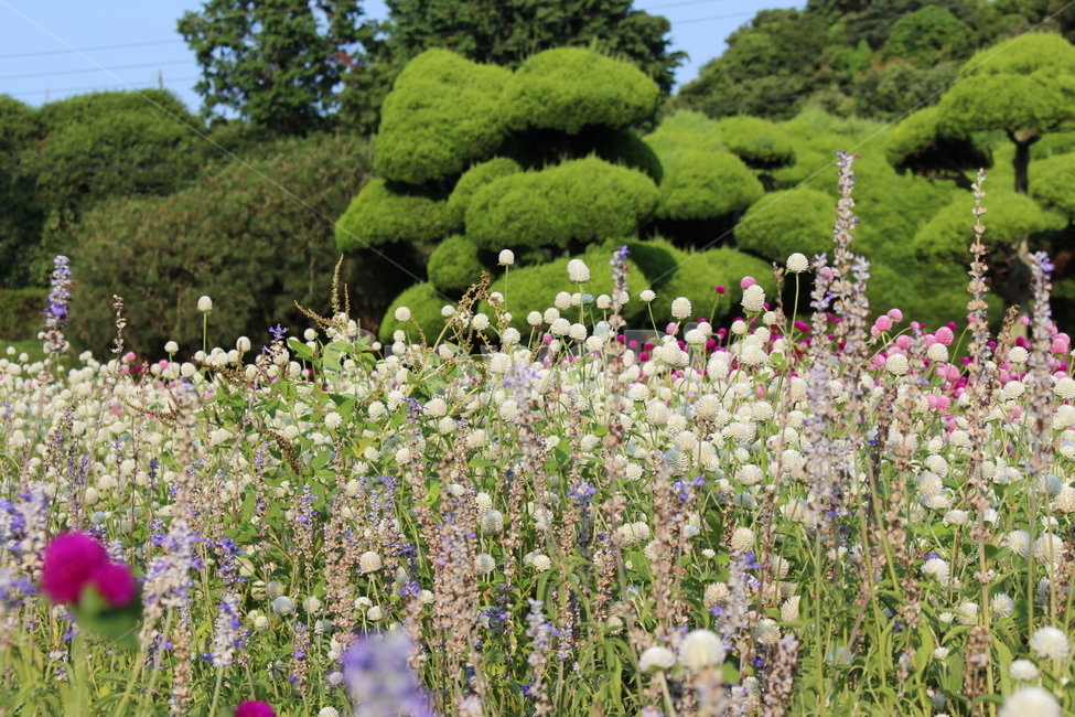 꽃,만개,나무,수목,낮,하얀,분홍,배경,flower,fullbloom,trees,woody,daytime,white,pink,background