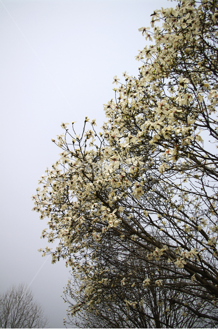 목련,꽃,flower,나무,식물,plant,봄,spring,계절,식물,자연,plants,nature,꽃,flower