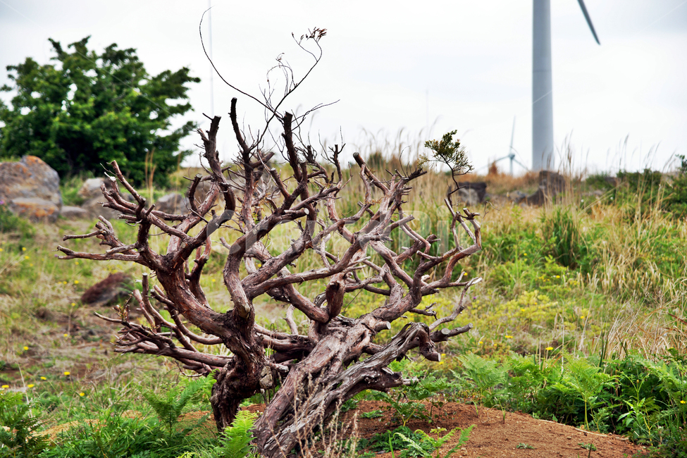 갑마장길,제주도,표선면,가시리,트레일,고사목,풍력발전기,자연,풍경,nature,landscape