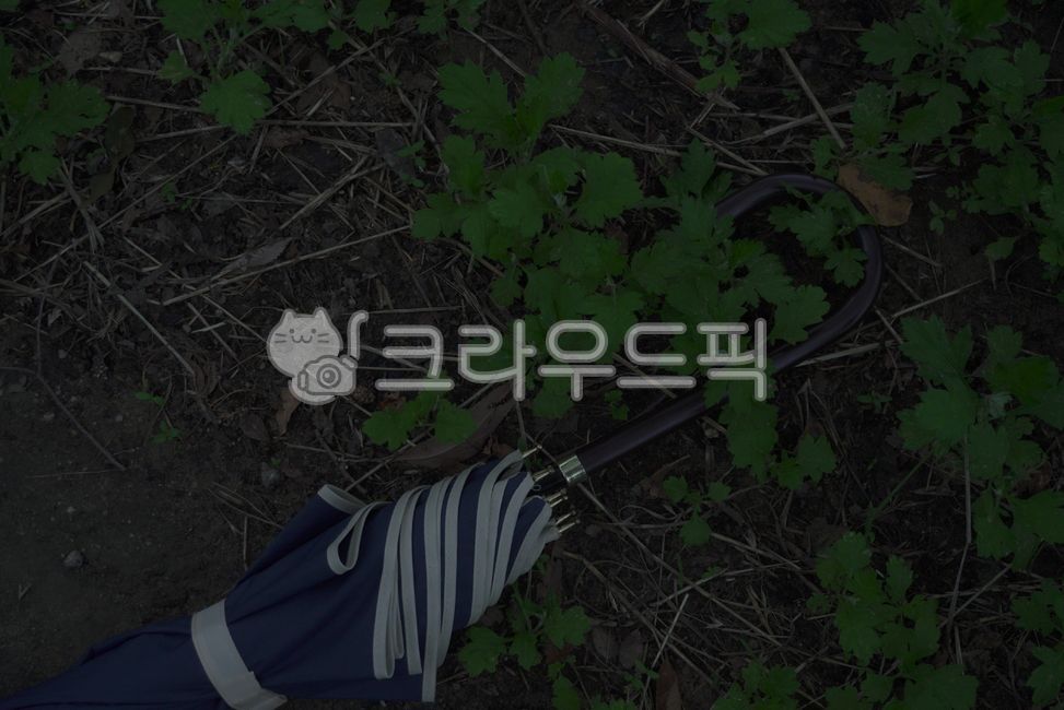 여름, 우산, 식물, 풀, 풀숲, 사진,이미지,일러스트,캘리그라피 - Olive0작가