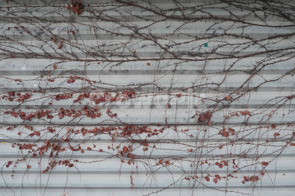 가을느낌,벽화,담쟁이,단풍,수채화,수묵화,식물,자연,plants,nature
