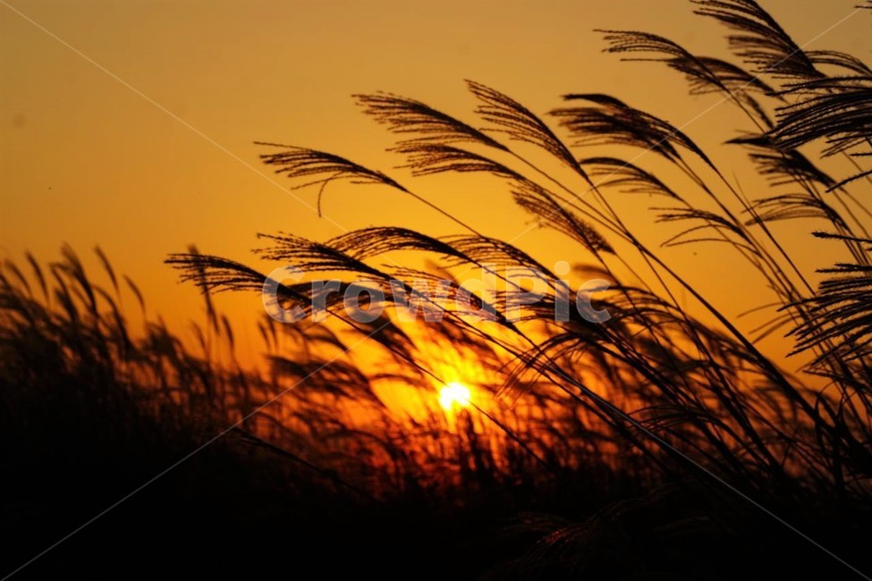 가을,억새,식물,자연,일몰,석양,감성,서정,fall,바람,풍경,nature,autumn,태양,계절,season,가을,계절,fall,autumn,season,자연,풍경,nature,landscape,outdoors,옥외,grass,잔디,plant,sky,하늘