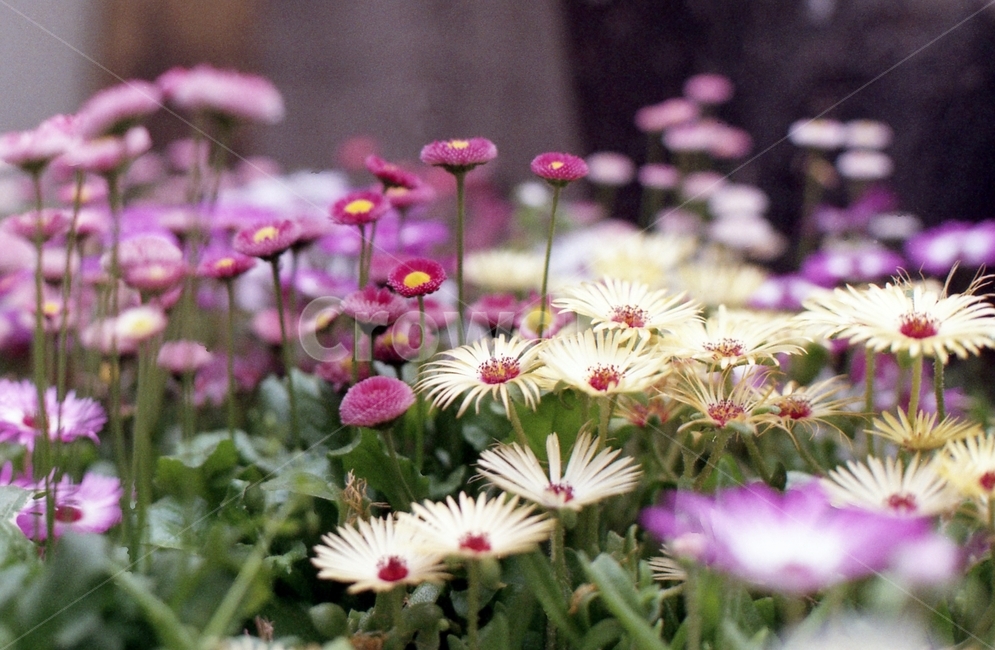 벌개미취,개미취,꽃,식물,작물,flower,필름,filmphoto,film,감성,식물,자연,plants,nature,꽃,flower
