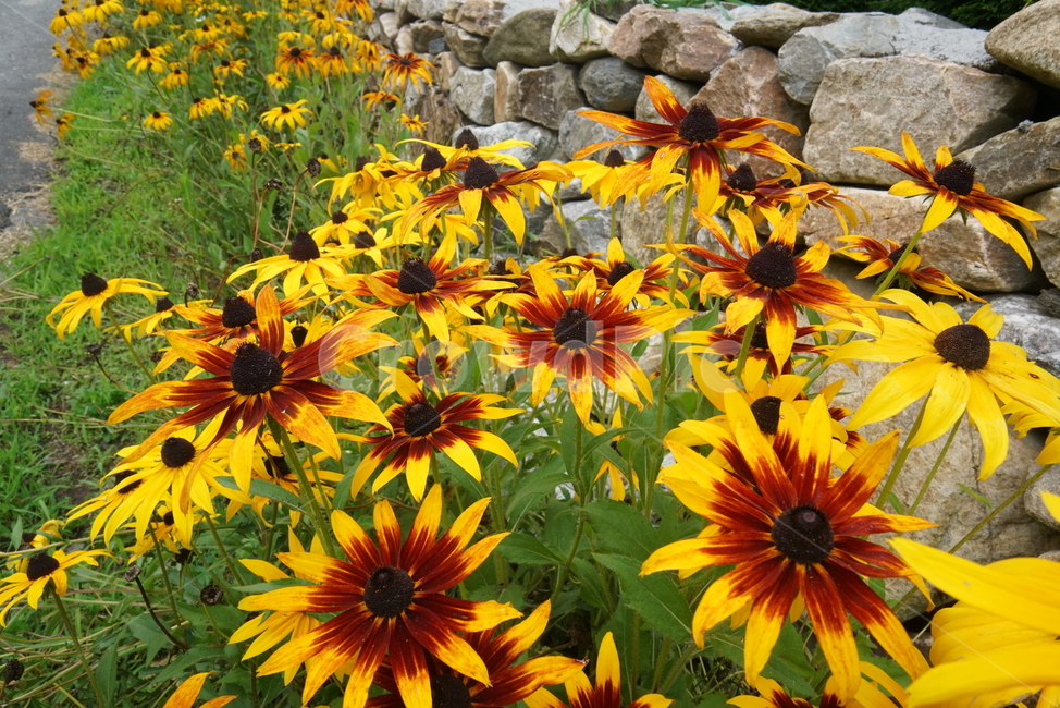 루드베키아,천인국,금계국,coneflower,국화과,식물,삼잎국화,초롱꽃목,초화류