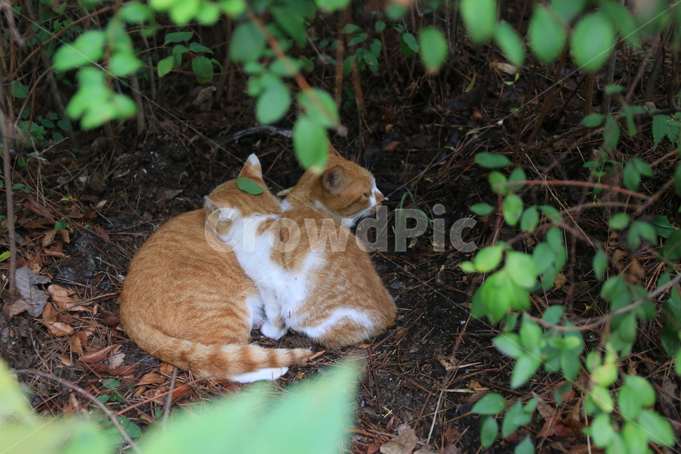 고양이,아기고양이,길고양이,가족,행복,모자,따스함,숲,동물,animal,포유류,mammal,고양이,cat,kitten,kitty