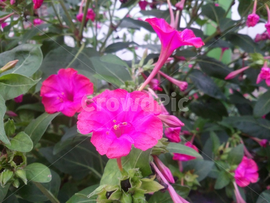 꽃,flower,식물,plant,자연,식물,자연,plants,nature