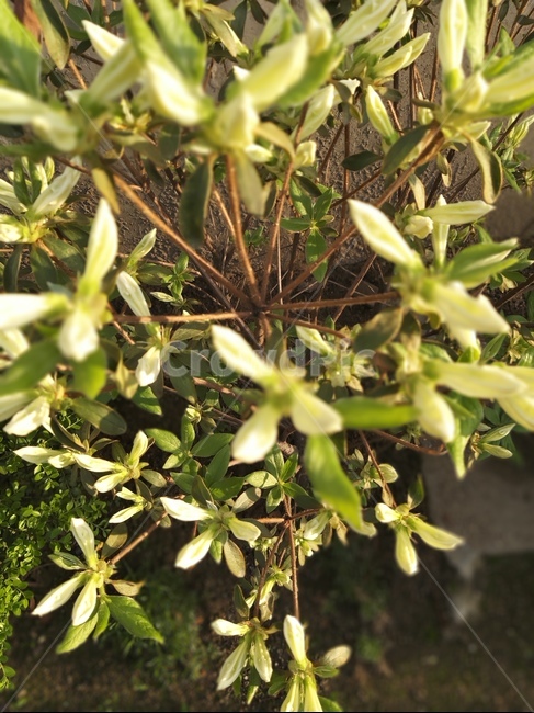 꽃,봄,식물,계절,spring,자연,flower,feeling,감성,개화
